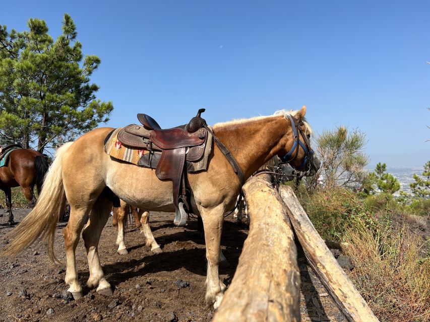 Vesuvius Horseback Riding With Tasting - Private Tour - Common questions