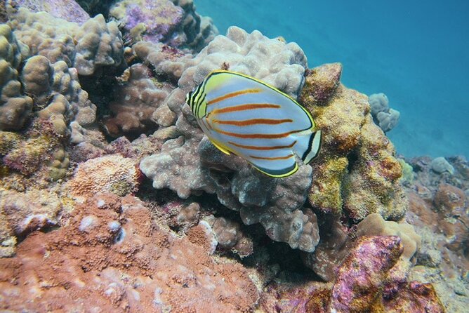 Waikiki Sunset Night Dive Adventure - Certified Divers ONLY - Certification and Fitness Requirements