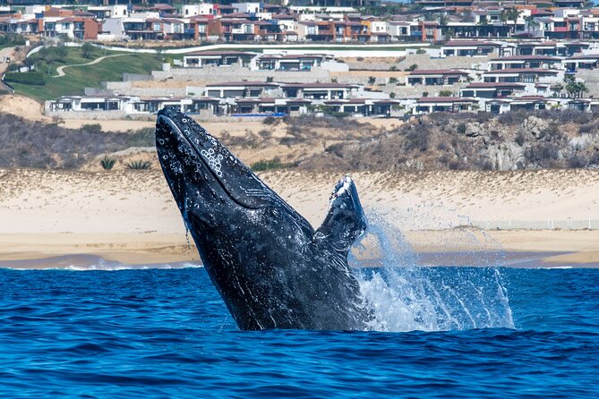 Whale Watching & Snorkeling Combo in Los Cabos With Photos Included - Company Information and Reputation