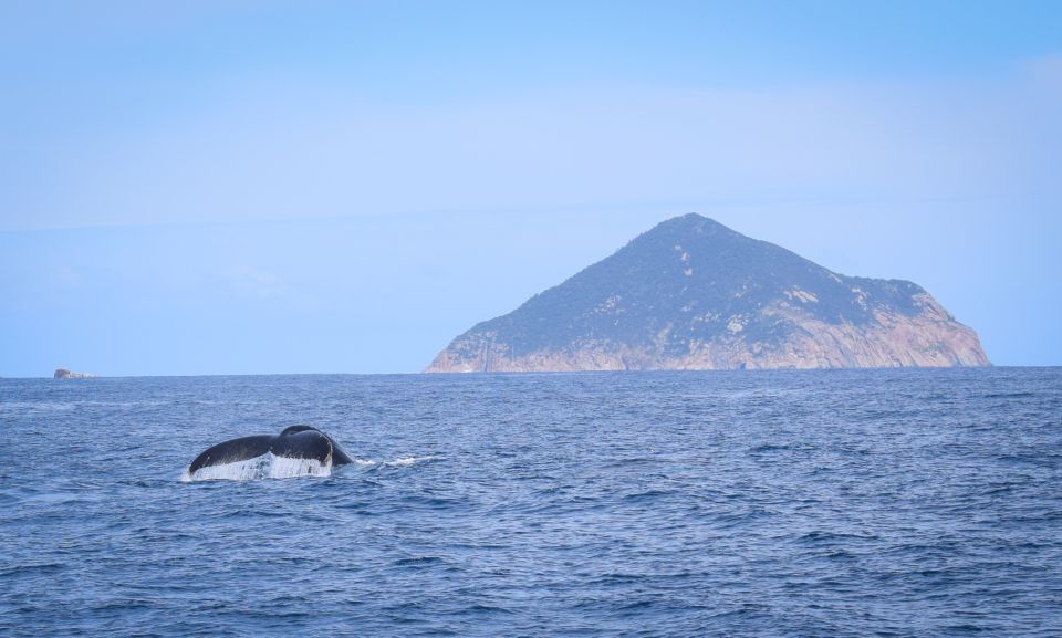 Wilsons Promontory: Whale Spotting Cruise With Lunch - Tour Description