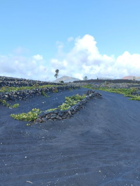 Winetourism In Lanzarote: The First Vineyards In Masdache