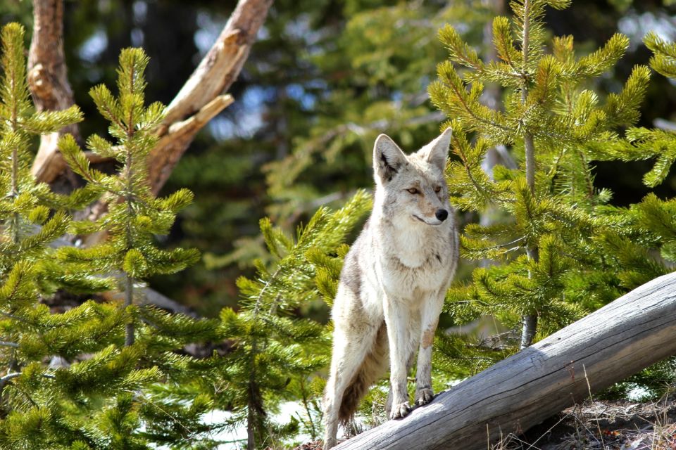 Yellowstone: Self-Guided Tour of National Park Highlights - Activity Details