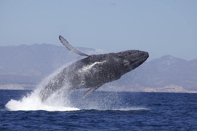 Zodiac Whale-Watching Adventure in Los Cabos - Customer Satisfaction and Reviews