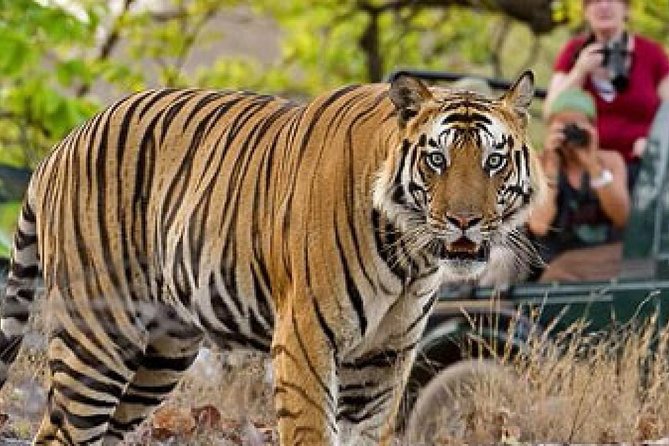 4-Day Private Tour of Delhi Agra and Jaipur With Tiger Safari - Inclusions and Benefits