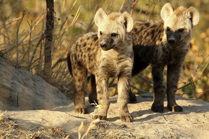 5 Day Kruger Park Classic Safari - Dining Experience