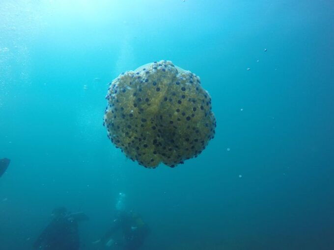 Aci Castello Scuba Diving for Beginners Visit to the Castle - Booking Details