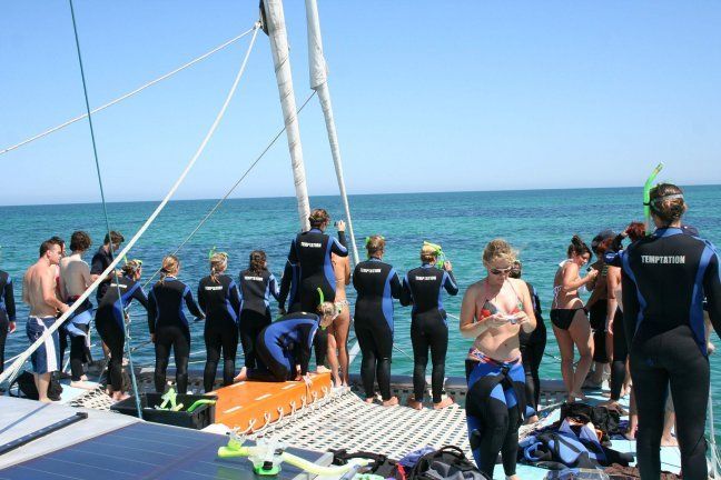 Adelaide: 3.5-Hour Swimming With Dolphins Experience - Customer Reviews