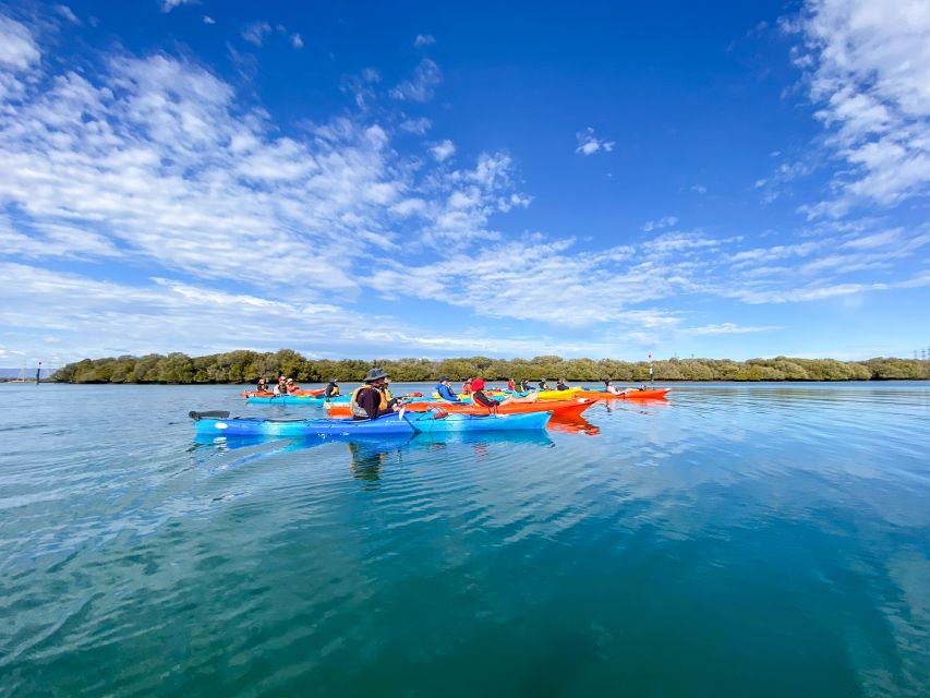 Adelaide: Dolphin Sanctuary Mangroves Kayak Tour - Last Words