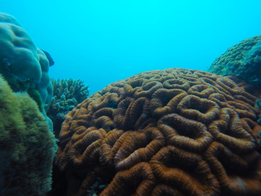 Airlie Beach: Glass-Bottom Boat Tour - Important Information