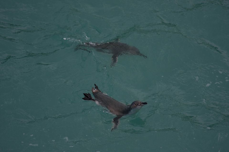 Akaroa: Pohatu Little Penguins 3-Hour Evening Experience - Transportation Information