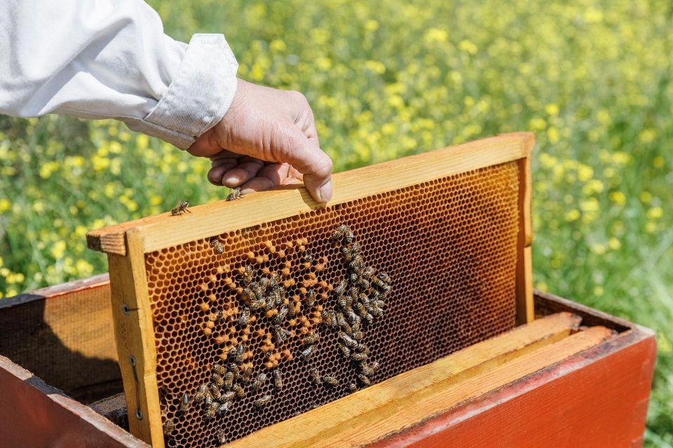 Athens to Delphi Guided Day Tour With Honey Farm & Lunch - Important Information