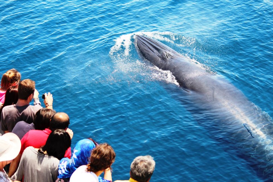 Auckland: Whale and Dolphin Watching Half-Day Eco Cruise - Customer Feedback