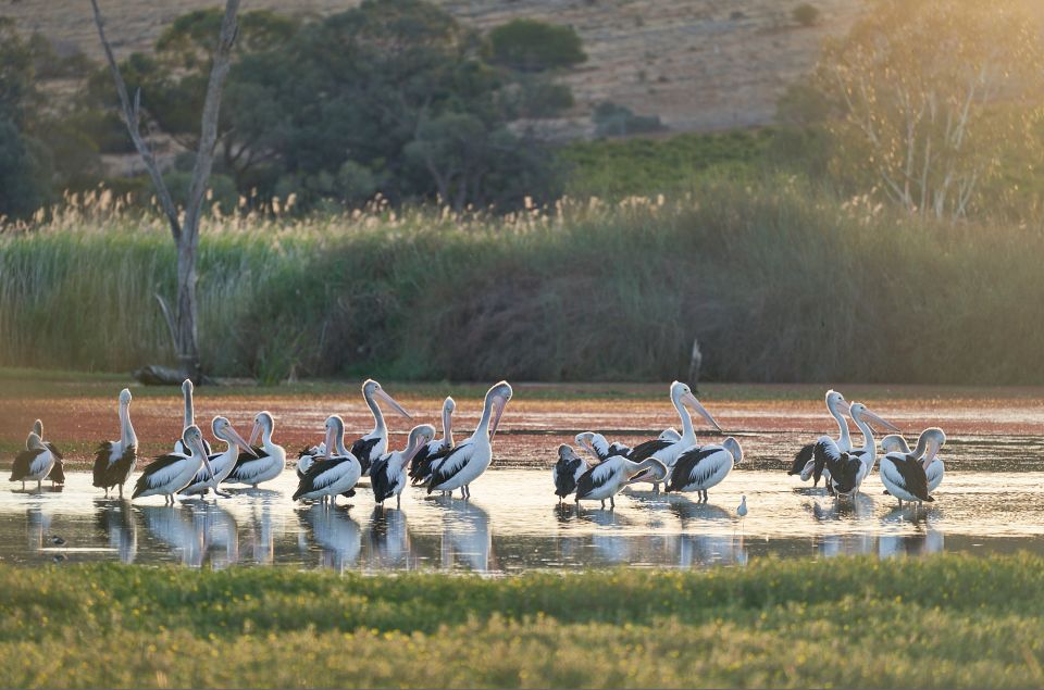 Banrock Station: Wetlands Vista Picnic With Wine - Common questions