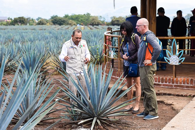 Blue Agave Fields at Ruta Del Tequila, With Tasting  - Guadalajara - Important Booking Information