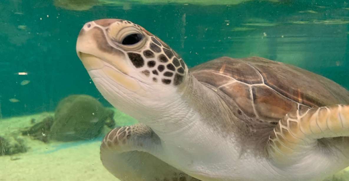 Cairns: Aquarium Entry Ticket and Turtle Rehabilitation Tour - Last Words