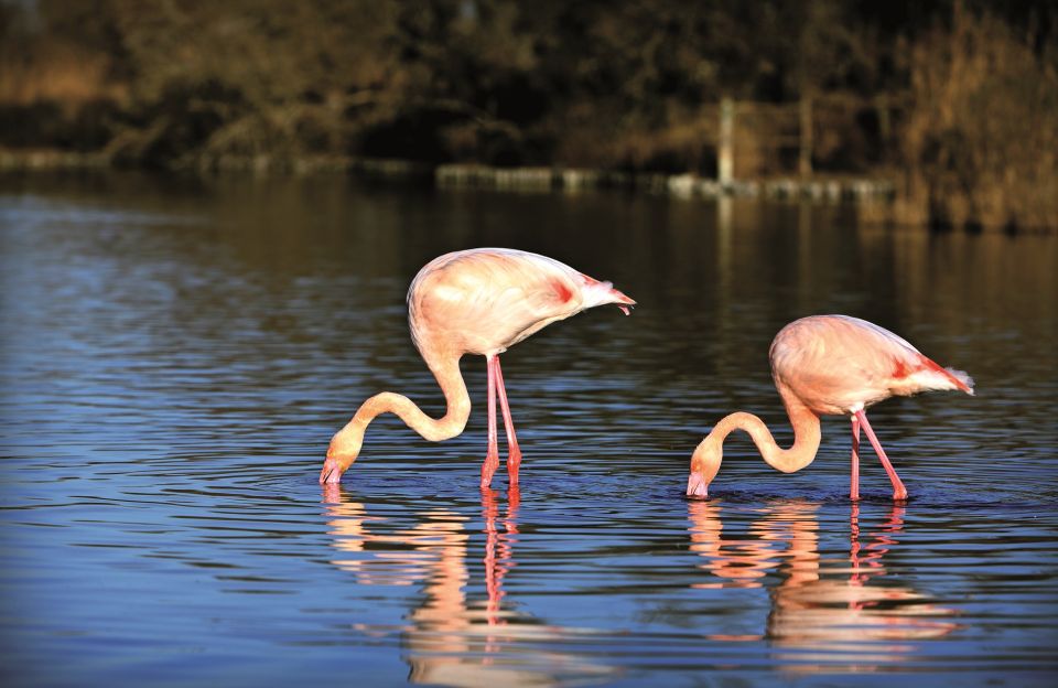 Camargue: Half-Day 4x4 Guided Safari Adventure - Important Information for Participants