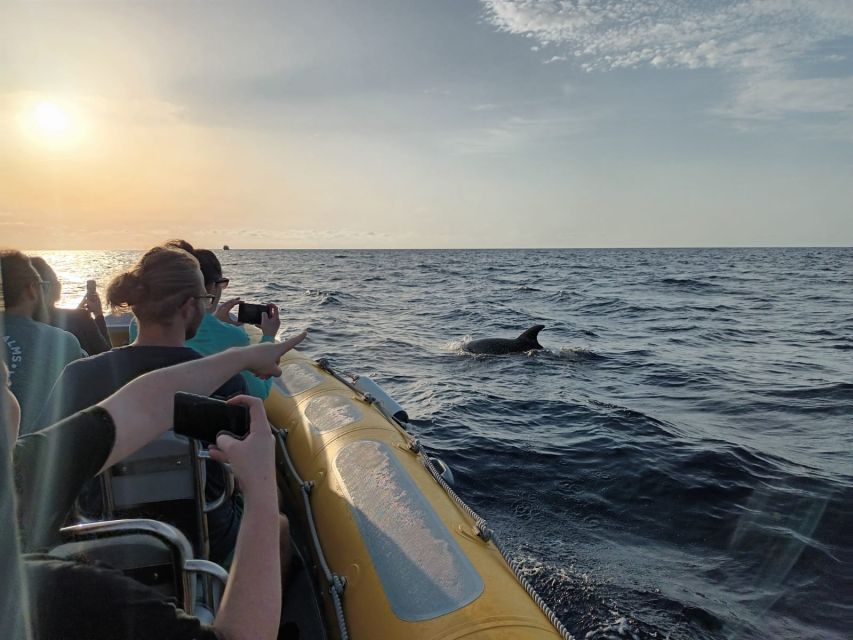 Can Picafort: Dolphin Watching Boat Tour With Swimming - Additional Information