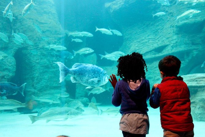 Cape Town Full Day Family Fun With Kids Private Tour - Common questions