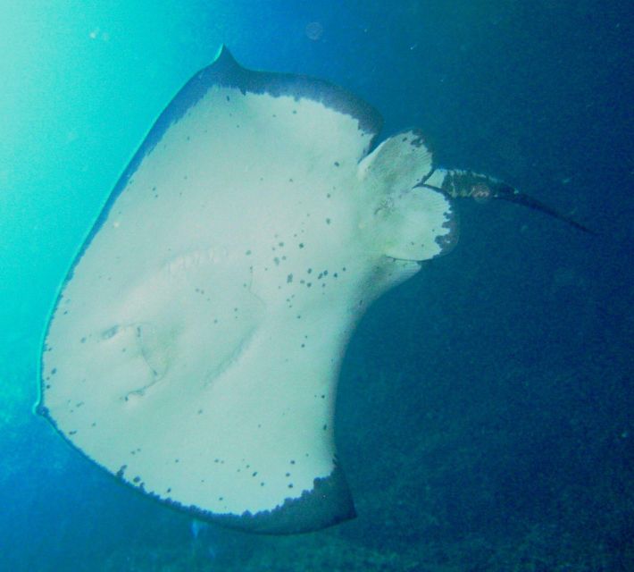 Cathedral Cove Marine Reserve- Specialised Snorkel Boat Trip - Customer Reviews