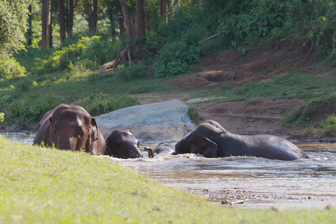 Chiang Mai Single Day Visit to Elephant Nature Park (No Riding No Bathing) - Cancellation Policy Information