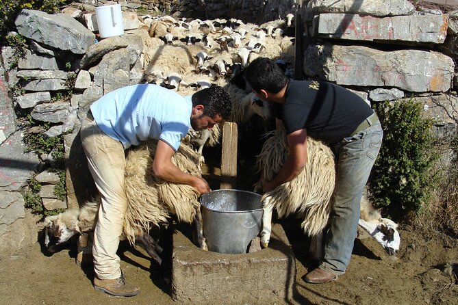 Crete: Jeep Safari, Mountains, Goat-Keeping & Cheese Making - Last Words