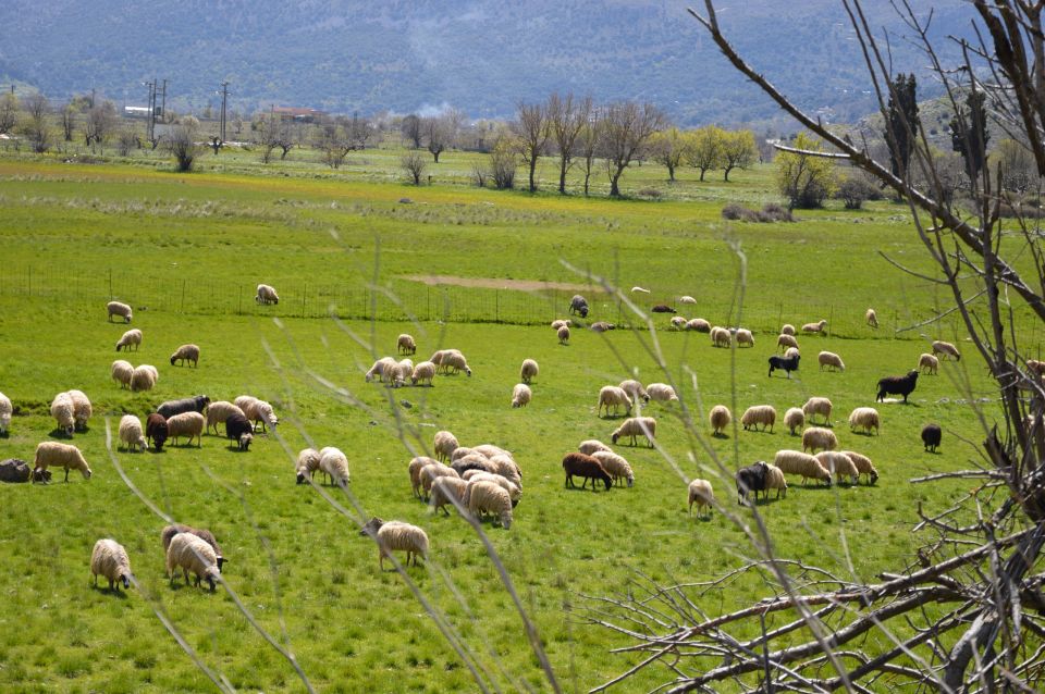 Crete: Lasithi Plateau Off-Road Land Rover Safari With Lunch - Requirements