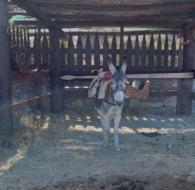 Crete: Shepherd'S Life & Psiloritis Mountain Tour With Meal - Visitor Reviews