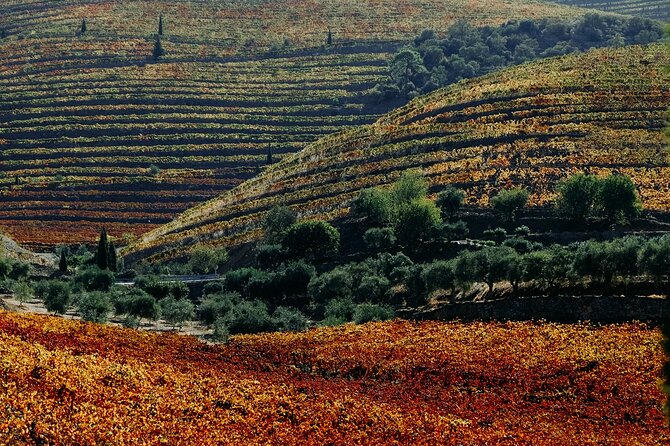 Douro Classic Sightseeing Full-Day Private Tour - Customer Reviews