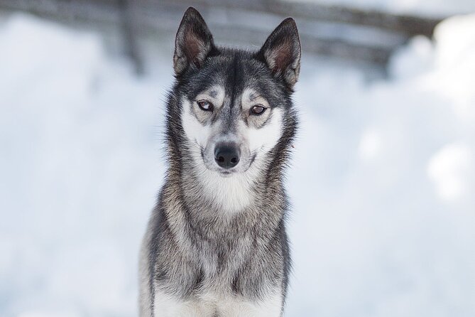 Feel the Magic of Winter With Thrilling Arctic Dog Sled Rides - Create Unforgettable Memories