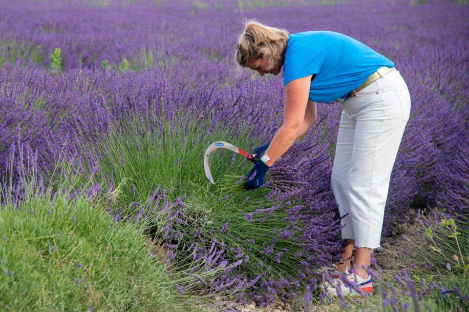 Flowers Picking and Essential Oil Distillation Workshop - Workshop Overview