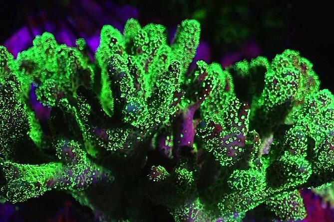 Fluorescent Diving With Ultraviolet Dive Lights - Exploring Marine Life With UV Lights