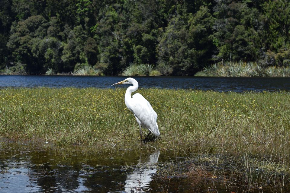 Franz Josef: Kayak & Walking Tour to Okarito Kiwi Sanctuary - Common questions