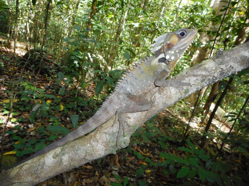 From Cairns: Atherton Tableland Wilderness Tour With Lunch - Customer Reviews