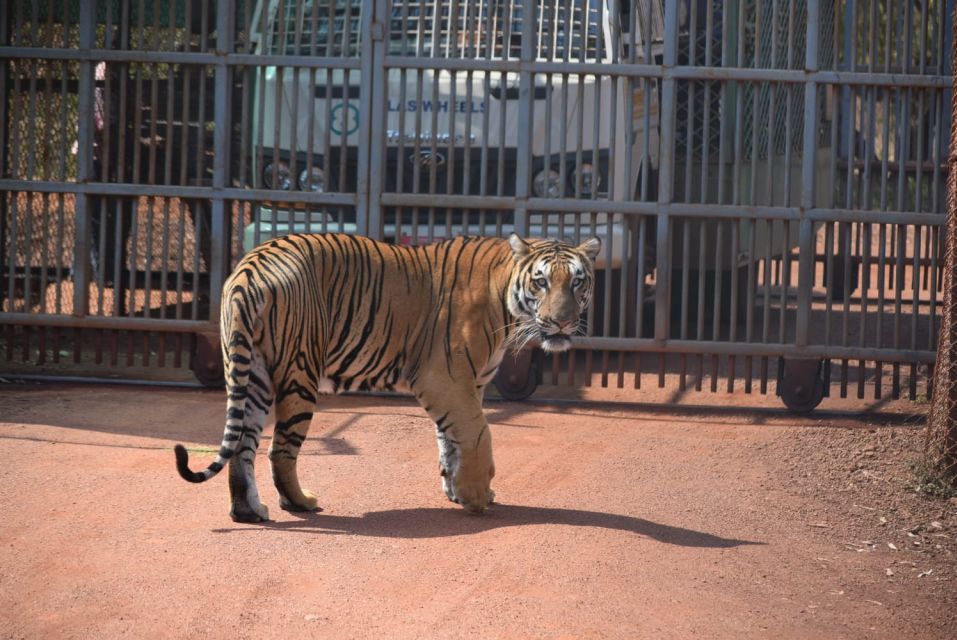 From Jaipur : 2 Days Ranthambore Tiger Safari Tour By Car - Tiger Sighting Disclaimer and Potential Delays