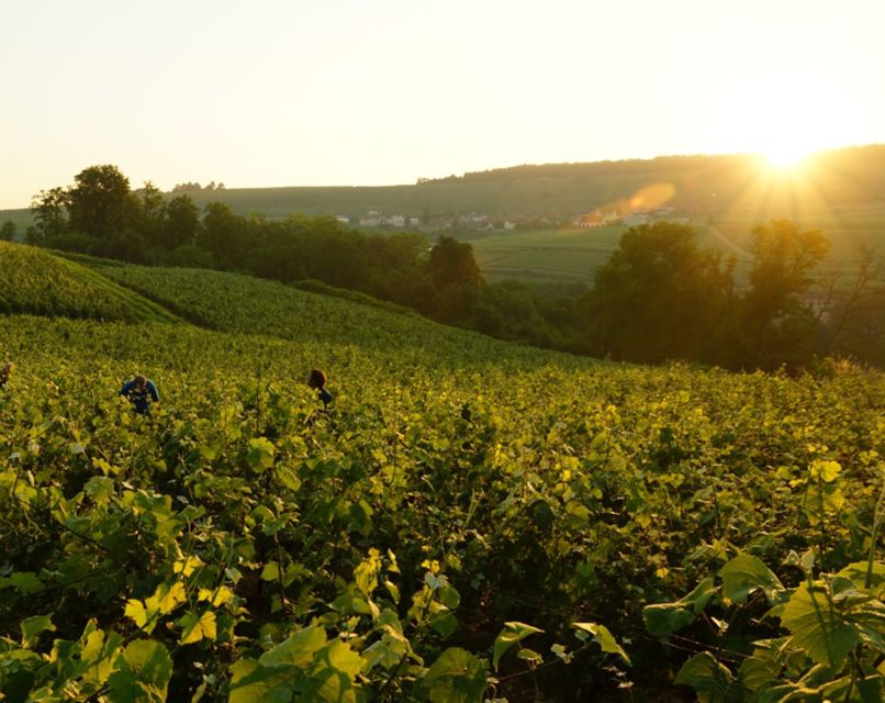 From Paris: Champagne Region Day Trip With Tastings & Lunch - Overall Experience