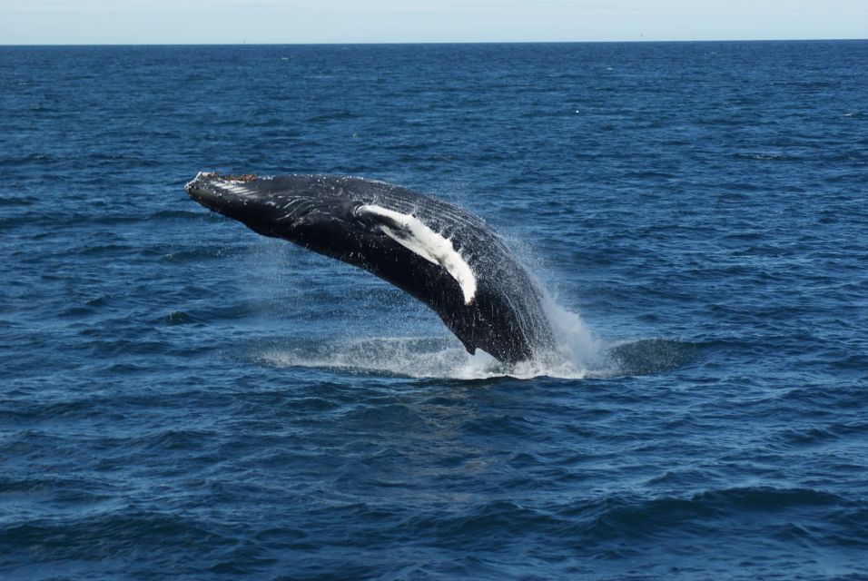 From Reykjavik: Whale Watching Tour - Informative Commentary by Guides