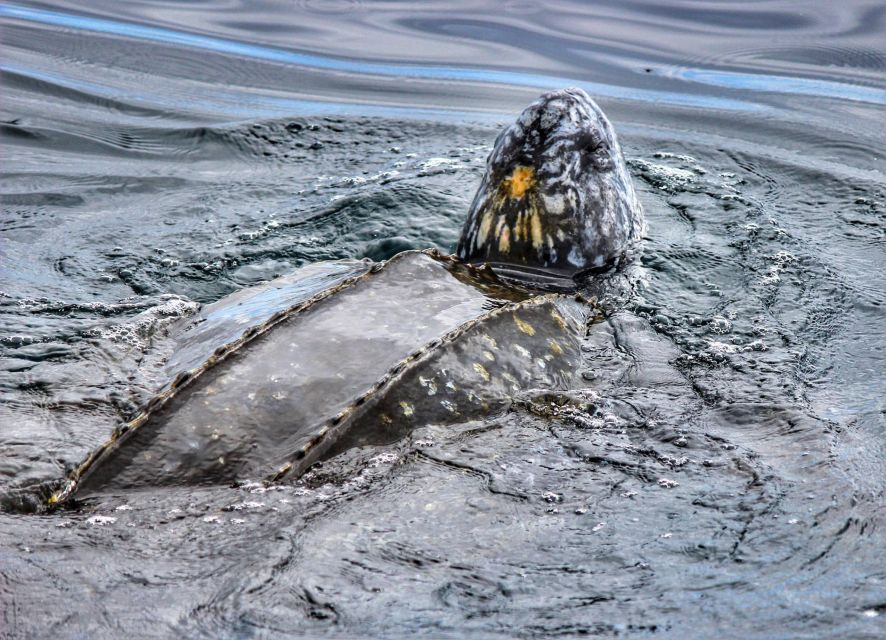 From Tauranga: Dolphin and Wildlife Cruise - Customer Reviews