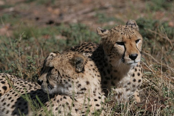 Full Day Aquila Game Reserve Wildlife Safari - Cancellation Policy and Traveler Support