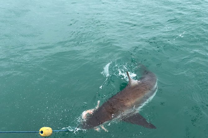 Gansbaai Private Shark Cage Diving Trip From Cape Town - Common questions