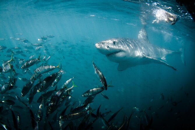 Gansbaai Shark Cage Diving & Penguins Small Group Tour From Cape Town - Departure Details