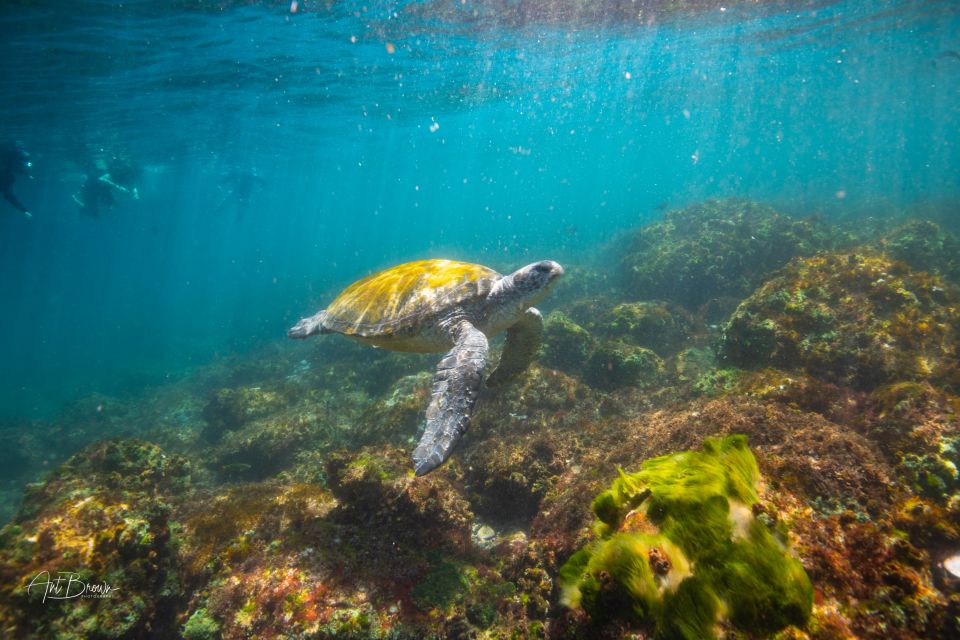 Gold Coast: Snorkeling With Turtles Half-Day Tour - Directions to Starting Location