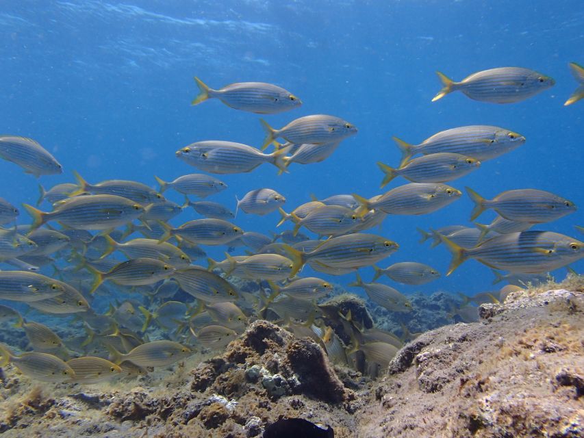 Gran Canaria Scuba Diving for Certified Divers - Location and Weather Considerations