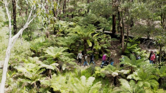 Great Ocean Road: Guided Wildlife Walk That Supports Nature - Booking and Pricing Details