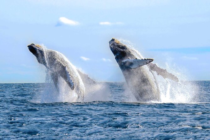 Half Day Private Cruise in Puerto Vallarta With Snorkeling - Viator Services and Support