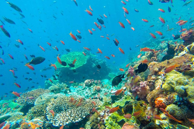 Half Day Tour Snorkeling in Nha Trang Bay Included Lunch - Booking Information