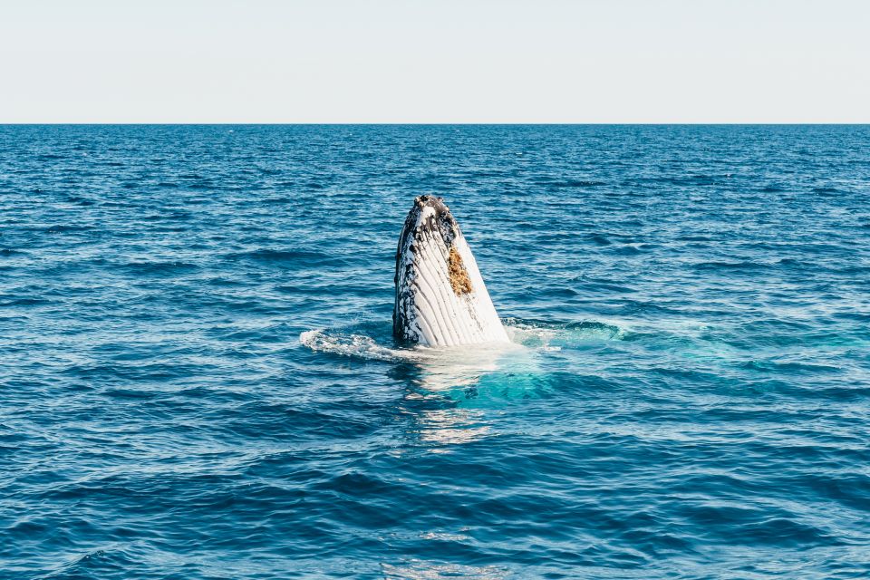 Hervey Bay: Exclusive Whale Watch Encounter - Important Information