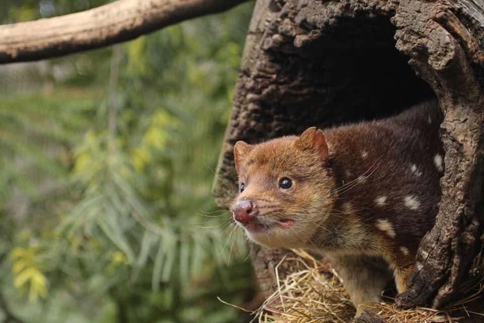 Hobart: Admission Ticket to Bonorong Wildlife Sanctuary - Common questions