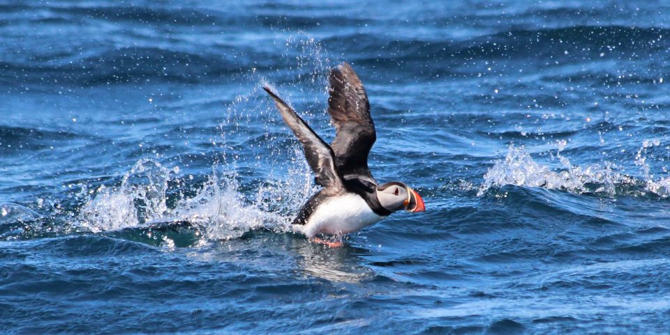 Húsavík: Big Whale Safari & Puffin Island Tour - Additional Information