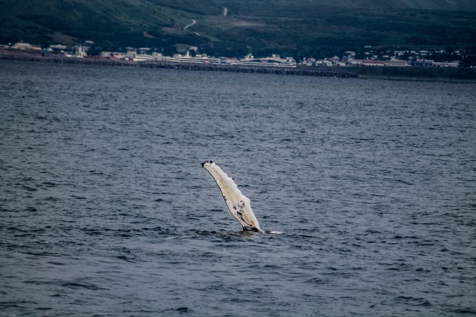 Húsavík: Whale Watching Boat Tour - Key Points