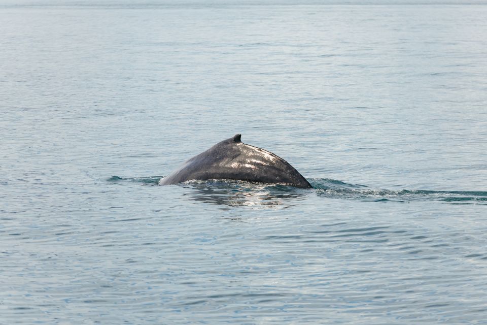 Húsavík: Whale Watching Tour With Guide - Location and Ratings